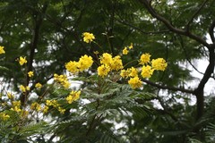 Peltophorum africanum